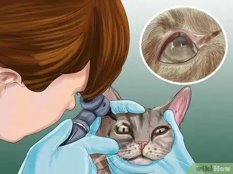 Image intitulée Diagnose and Treat Bulging Eye in Cats Step 4