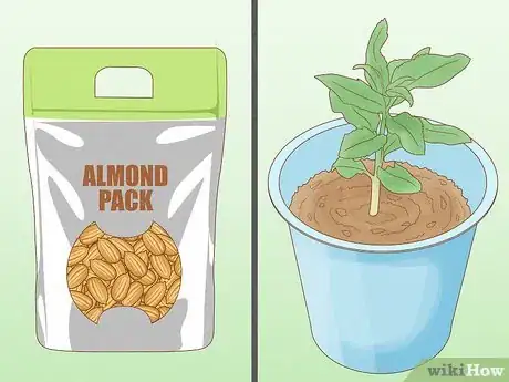 Image intitulée Grow Almonds Step 2