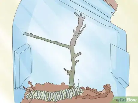 Image intitulée Care for a Caterpillar Step 7