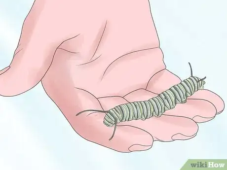Image intitulée Care for a Caterpillar Step 4