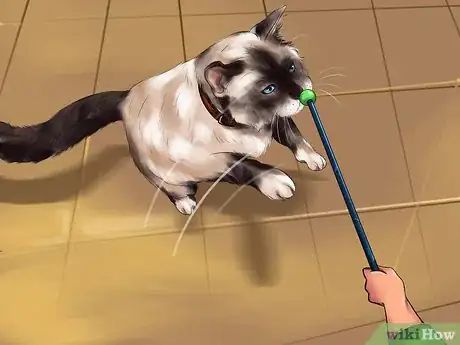 Image intitulée Identify a Ragdoll Cat Step 5