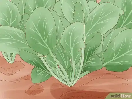 Image intitulée Grow Spinach Step 3