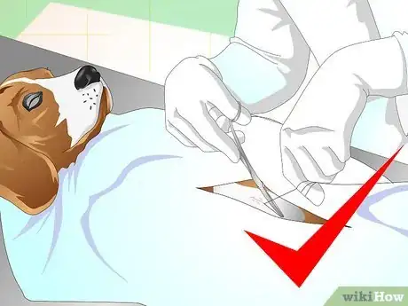 Image intitulée Treat Dog Constipation Step 9