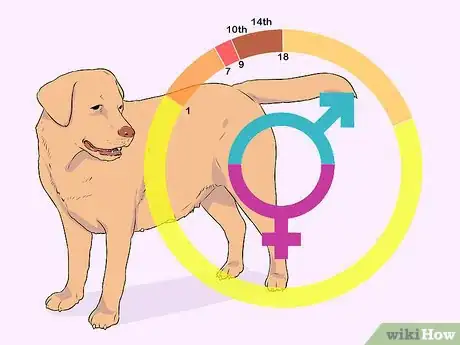 Image intitulée Breed Labradors Step 15