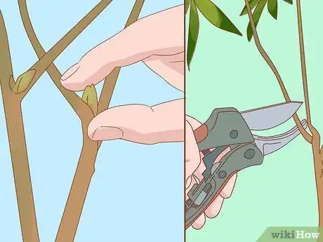 Image intitulée Prune a Money Tree Step 10