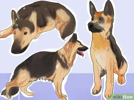 Image intitulée Tell if Your Dog Has Parvo Step 2