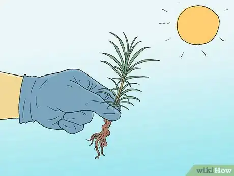 Image intitulée Grow Pine Trees Step 4