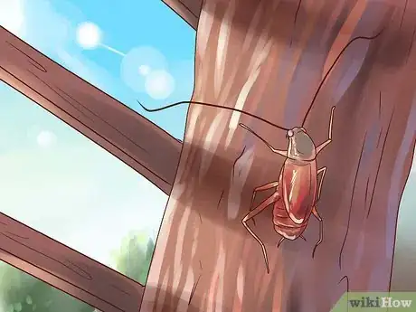 Image intitulée Identify a Cockroach Step 3