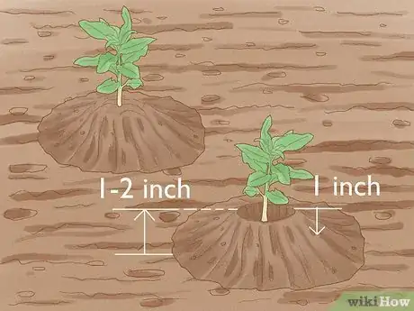 Image intitulée Grow Almonds Step 5