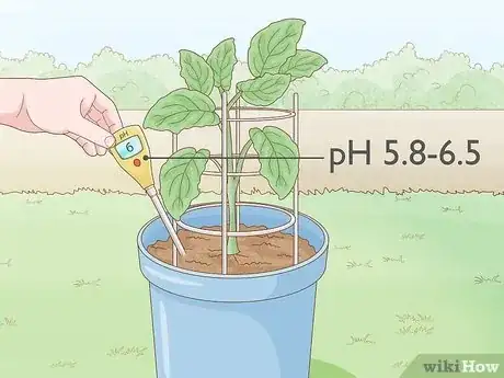 Image intitulée Grow Eggplants in Pots Step 26