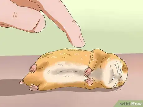 Image intitulée Cure Your Not Moving Hamster Step 8