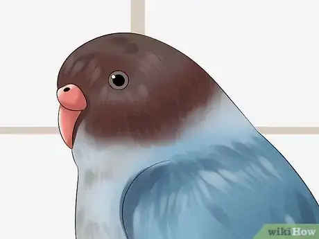 Image intitulée Tell if Your Pet Budgie Likes You Step 5