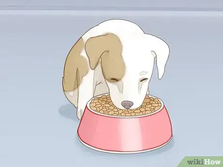 Image intitulée Take Care of a Pitbull Puppy Step 7