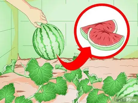 Image intitulée Grow Melons Step 11