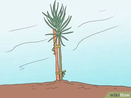 Image intitulée Grow Pine Trees Step 9