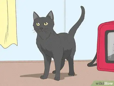 Image intitulée Keep a Cat from Running Away when It Is Moved Step 7