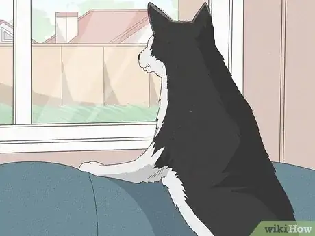 Image intitulée Keep Your Dog Calm After Neutering Step 11