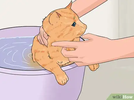 Image intitulée Keep Cats from Shedding Step 3