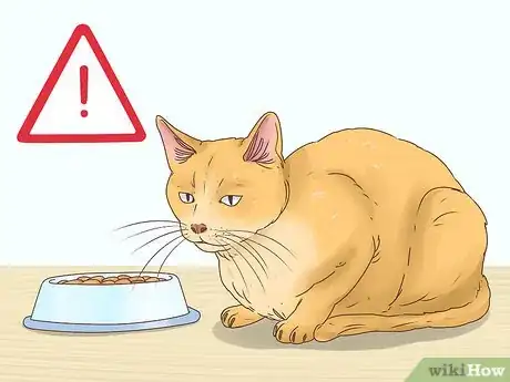 Image intitulée Help a Cat Cough Up a Hairball Step 7
