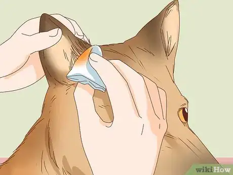Image intitulée Care for a Dog's Torn Ear Step 2