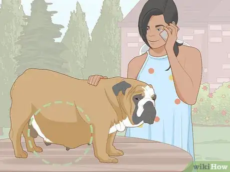 Image intitulée Prevent Worms in Dogs Step 11