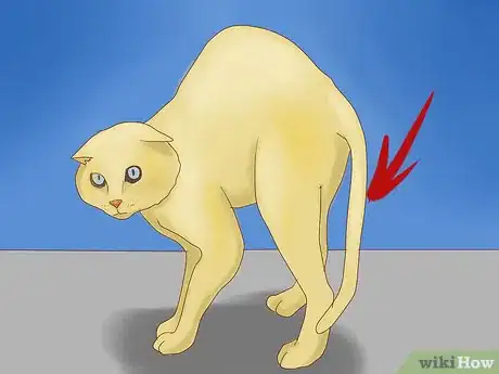 Image intitulée Understand Your Cat's Body Language Step 6