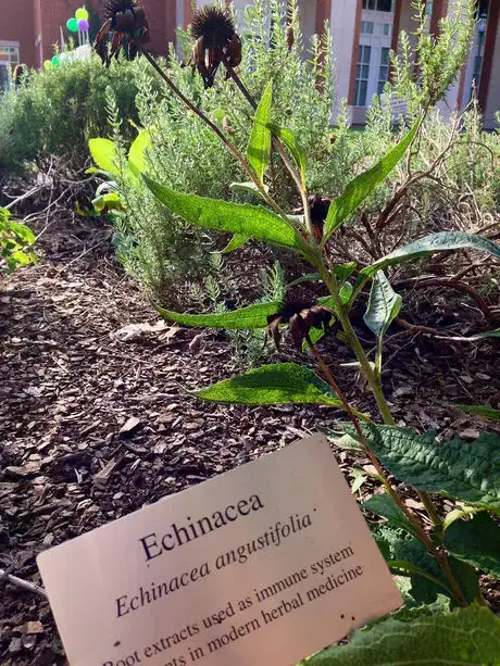 Image intitulée Echinacea