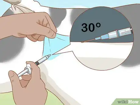 Image intitulée Give Cattle Injections Step 18
