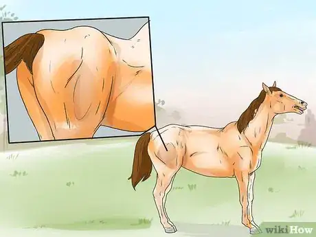 Image intitulée Tell if Your Horse Needs Hock Injections Step 10