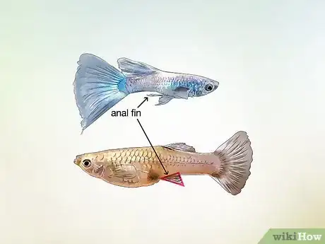 Image intitulée Identify Male and Female Guppies Step 7
