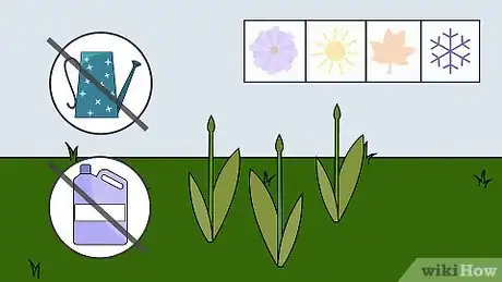 Image intitulée Grow Calla Lilies Step 16