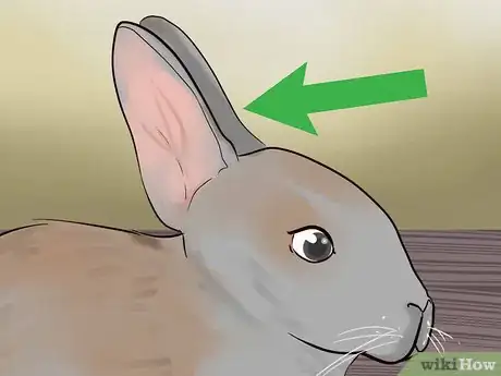 Image intitulée Read Bunny Ear Signals Step 7