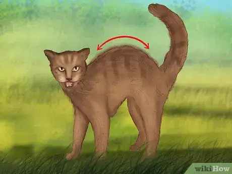 Image intitulée Stop an Aggressive Cat Step 20