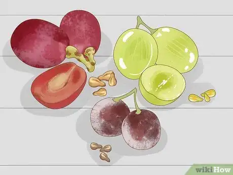 Image intitulée Grow Grapes from Seeds Step 2