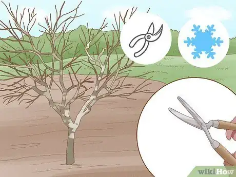 Image intitulée Grow Almonds Step 9