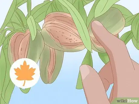 Image intitulée Grow Almonds Step 8