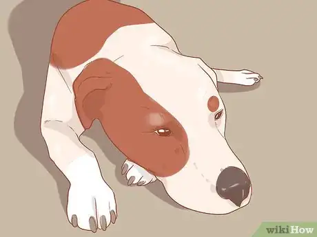 Image intitulée Know When Your Dog is Sick Step 9