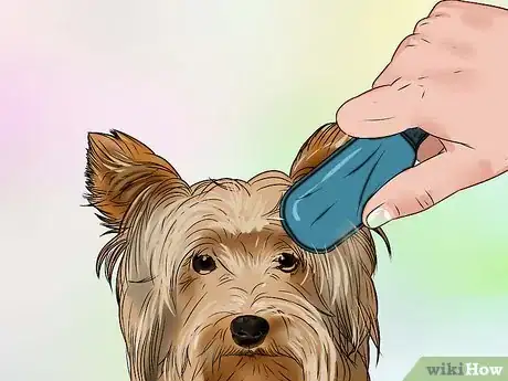 Image intitulée Groom a Yorkshire Terrier Step 4