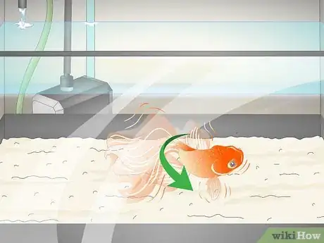 Image intitulée Know when Your Goldfish Is Dying Step 2