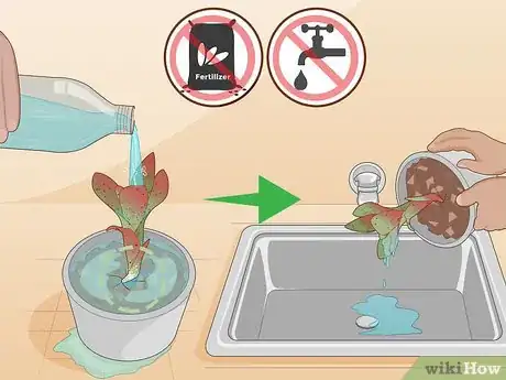 Image intitulée Care for a Bromeliad Step 20