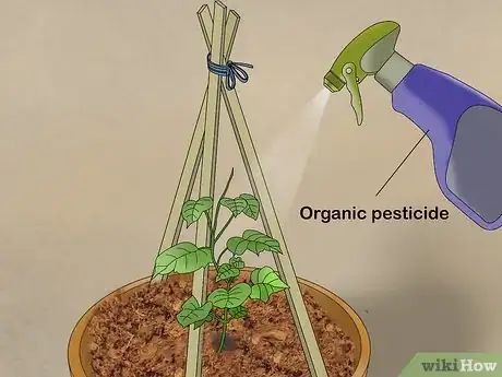 Image intitulée Grow Cucumbers in Pots Step 20