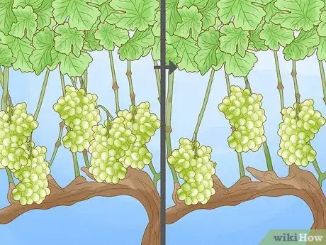 Image intitulée Prune Grape Vines Step 25