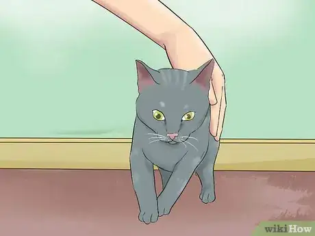 Image intitulée Get Your Cat to Know and Love You Step 7