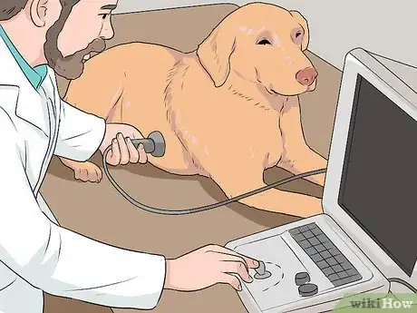 Image intitulée Breed Labradors Step 17