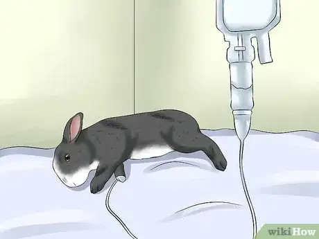 Image intitulée Treat Heat Stroke in Rabbits Step 8