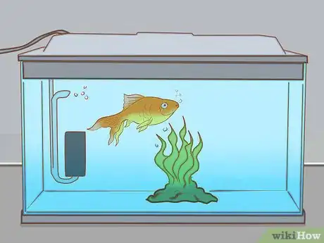 Image intitulée Add Fish to a New Tank Step 13
