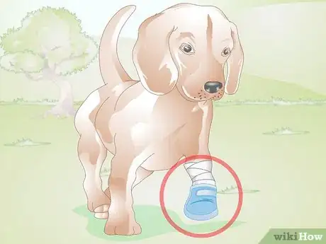 Image intitulée Care for a Dog's Torn Paw Pad Step 14