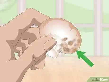 Image intitulée Tell if Mushrooms Are Bad Step 2