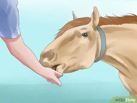 Image intitulée Prepare for a Horse Show Step 18