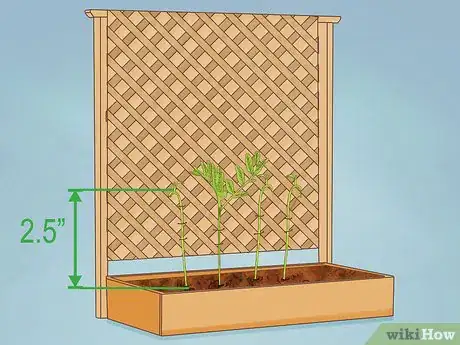 Image intitulée Grow Lentils Step 8